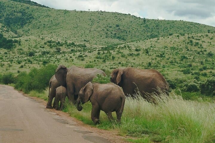 4-Day Kruger National Park Safari: Open-Safari Truck Big Five Experience photo 6