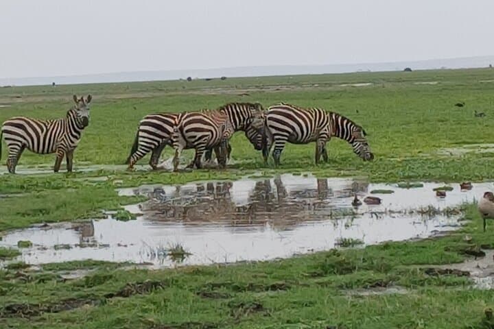 Half-Day Nairobi National Park Safari: Lions, Rhinos & City-Skyline Views photo 3