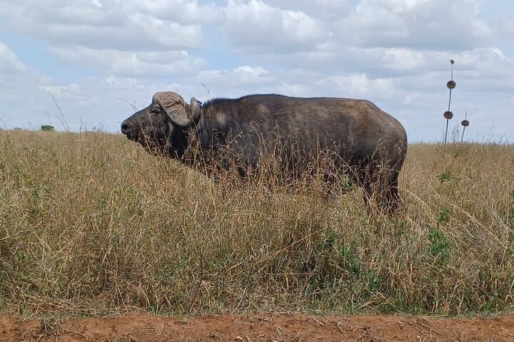 Half-Day Nairobi National Park Safari: Lions, Rhinos & City-Skyline Views photo 6