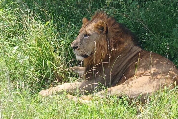 Half-Day Nairobi National Park Safari: Lions, Rhinos & City-Skyline Views