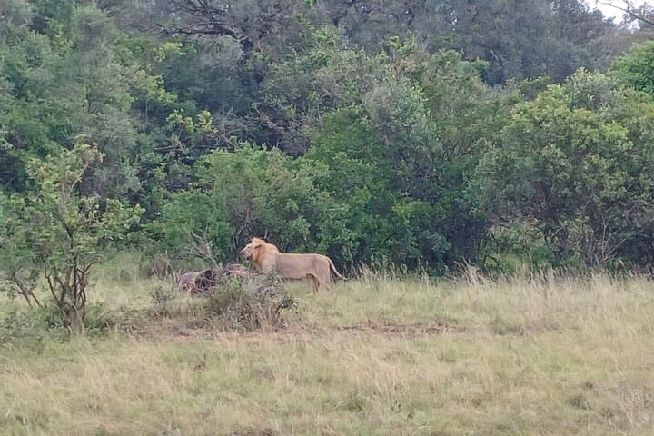 Half-Day Nairobi National Park Safari: Lions, Rhinos & City-Skyline Views photo 2