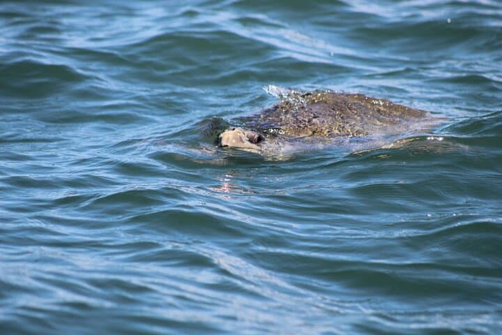 Caño Island Snorkeling Day Trip from Manuel Antonio: What to Expect photo 3