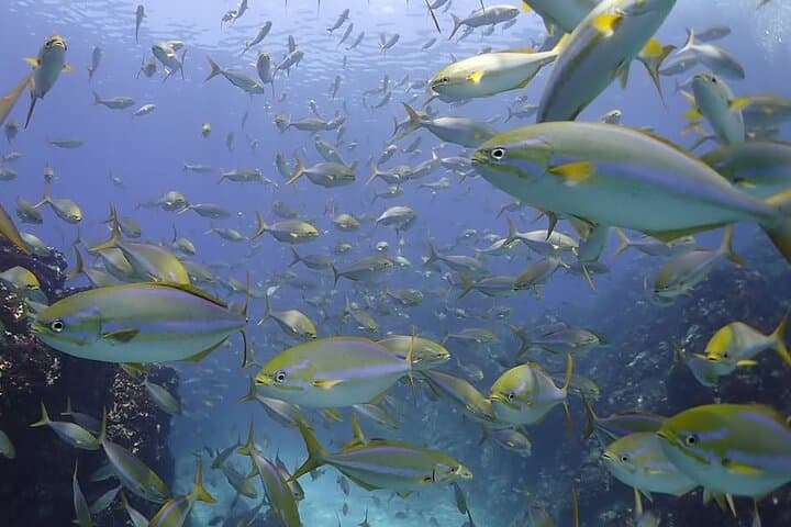 Caño Island Snorkeling Day Trip from Manuel Antonio: What to Expect photo 4