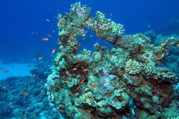 Caño Island Snorkeling Day Trip from Manuel Antonio: What to Expect photo 5