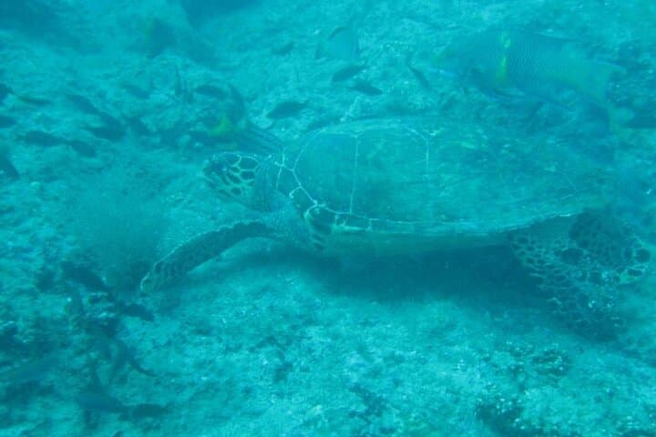 Caño Island Snorkeling Day Trip from Manuel Antonio: What to Expect photo 6
