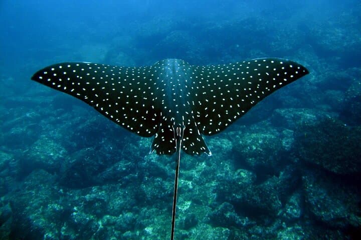 Caño Island Snorkeling Day Trip from Manuel Antonio: What to Expect photo 2