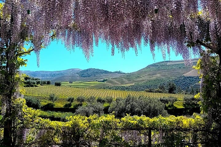 Douro Valley Guided Tour of 3 Vineyards with Lunch from Porto photo 4