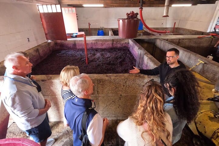 Douro Valley Guided Tour of 3 Vineyards with Lunch from Porto photo 3