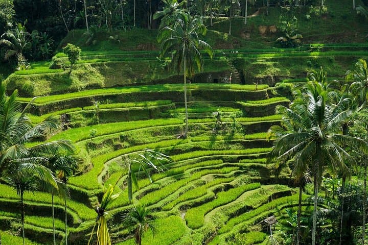 Best of Ubud: Full-Day Cultural and Nature Tour with Monkey Forest, Tegalalang & Tirta Empul photo 4