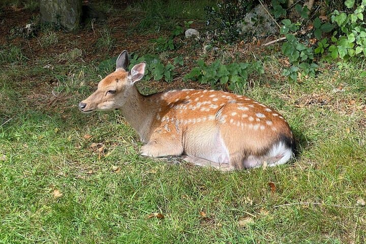 Day Trip to Glendalough and the Wicklow Mountains: Lakes, Monasteries & Scenic Passes photo 4