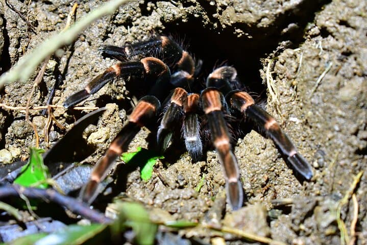 Night Hike in Monteverde Cloud Forest: Guided Nocturnal Wildlife Walk photo 3