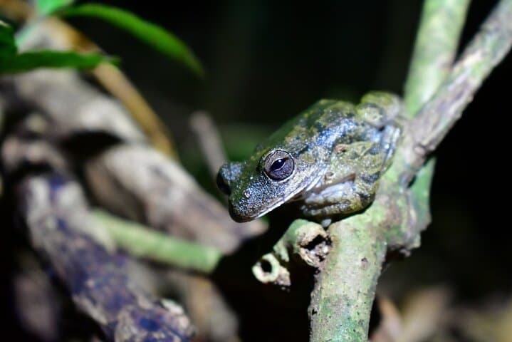 Night Hike in Monteverde Cloud Forest: Guided Nocturnal Wildlife Walk photo 4