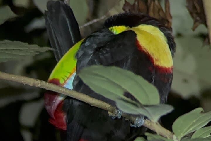 Night Hike in Monteverde Cloud Forest: Guided Nocturnal Wildlife Walk photo 5
