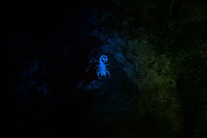 Night Hike in Monteverde Cloud Forest: Guided Nocturnal Wildlife Walk photo 6