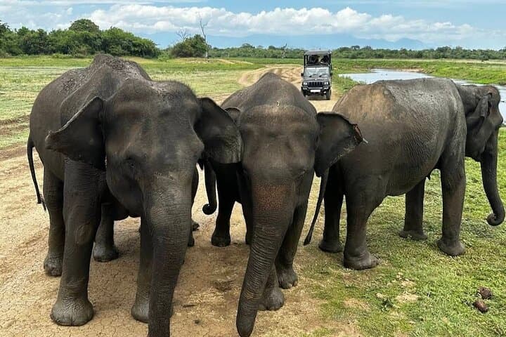 Udawalawe Safari Adventure: Explore Sri Lanka’s Elephant Plains