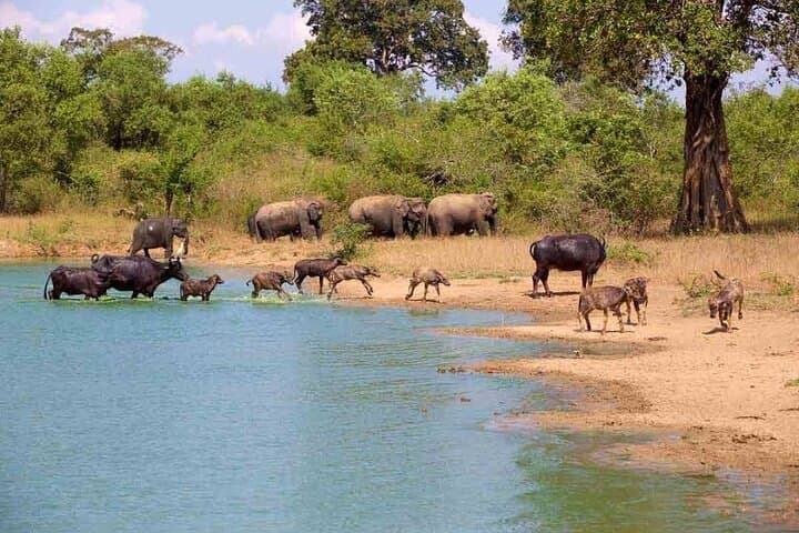 Udawalawe Safari Adventure: Explore Sri Lanka’s Elephant Plains photo 3