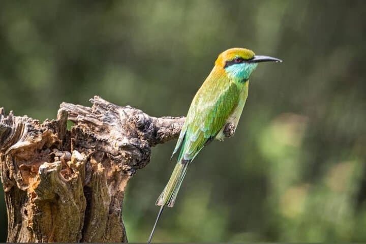 Udawalawe Safari Adventure: Explore Sri Lanka’s Elephant Plains photo 4