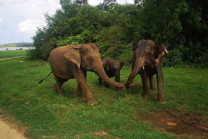 Udawalawe Safari Adventure: Explore Sri Lanka’s Elephant Plains photo 5