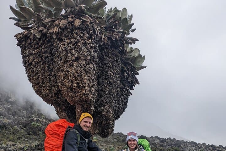 8-Day Lemosho Route Kilimanjaro Trek to Uhuru Peak