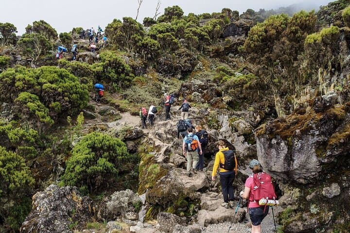 Day Hike on Kilimanjaro’s Machame Route: Rainforest to Panoramic Vistas photo 5