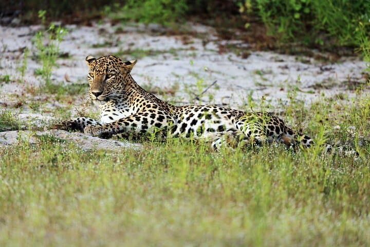 Half-Day Wilpattu National Park Safari: Leopard-Spotting Jeep Tour photo 4
