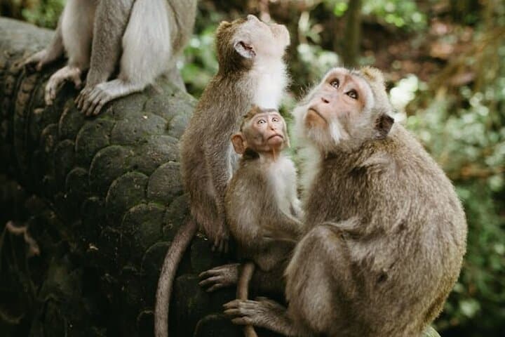 Exploring Ubud's Cultural Wonders: A Half Day Private Tour photo 4