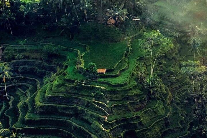Exploring Ubud's Cultural Wonders: A Half Day Private Tour photo 3