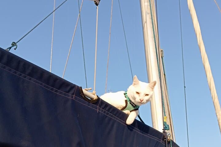 Plemmirio Sailing and Snorkeling Adventure: Explore Sicily’s Marine Protected Area from Ortigia photo 3