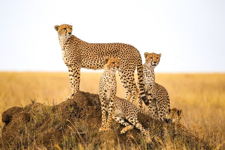 5-Day Tarangire, Serengeti & Ngorongoro Safari — Northern Circuit Highlights