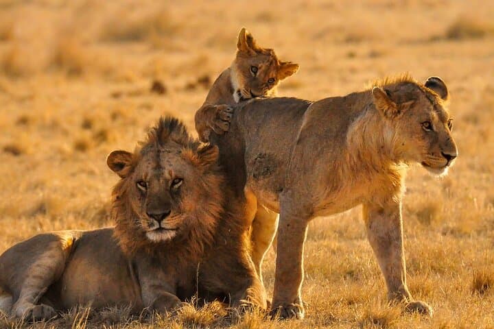 5-Day Tarangire, Serengeti & Ngorongoro Safari — Northern Circuit Highlights photo 3