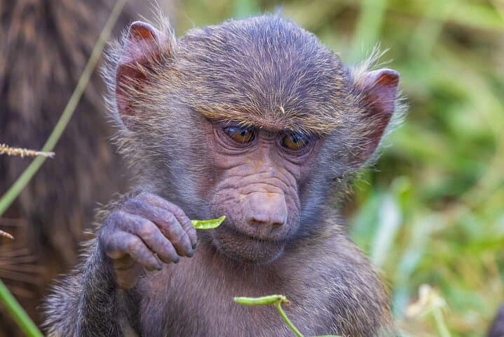 5-Day Tarangire, Serengeti & Ngorongoro Safari — Northern Circuit Highlights photo 4