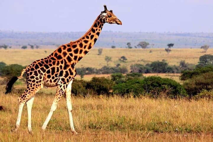 5-Day Tarangire, Serengeti & Ngorongoro Safari — Northern Circuit Highlights photo 5