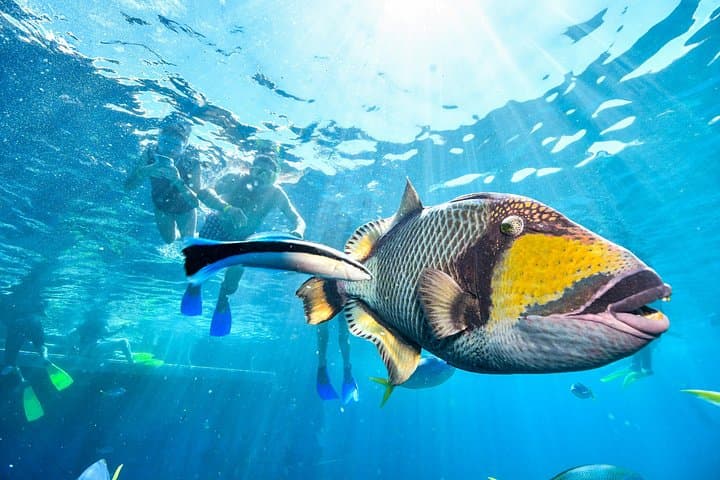 Full-Day Snorkeling Boat Trip to Tiran Island from Sharm El-Sheikh photo 4