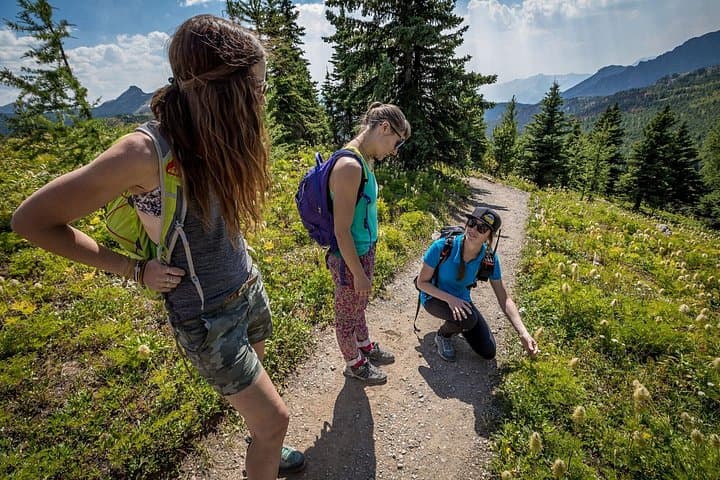 Banff Medicinal and Edible Plants Walk — 2-Hour Guided Herbal & Survival Tour