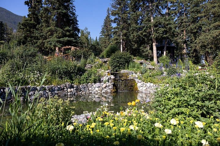Banff Medicinal and Edible Plants Walk — 2-Hour Guided Herbal & Survival Tour photo 5