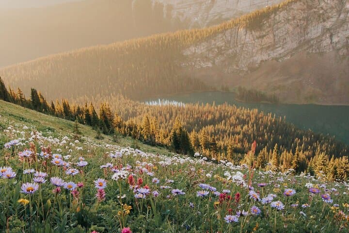 Canmore Medicinal & Edible Plants Walk: 2-Hour Guided Foraging Tour