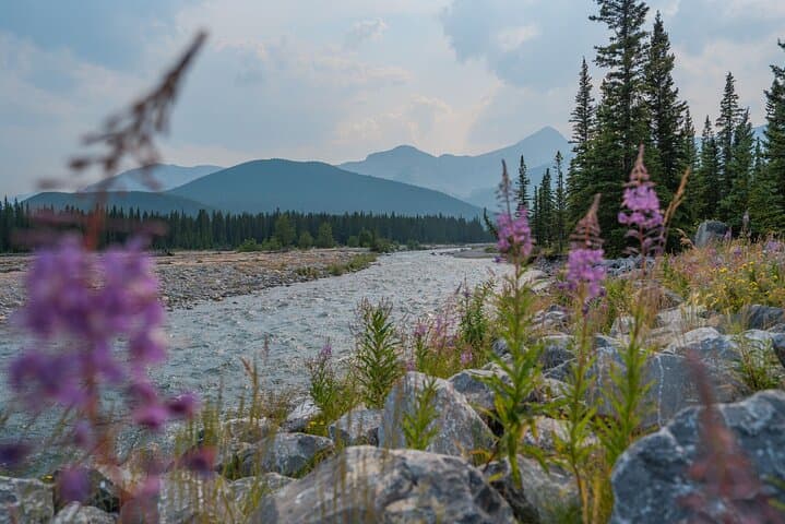 Canmore Medicinal & Edible Plants Walk: 2-Hour Guided Foraging Tour photo 6
