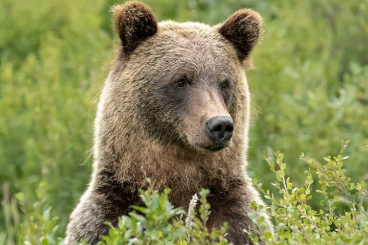Banff Guided Nature Walk — Bear Country Safety, Wildlife & Intro Trails photo 3