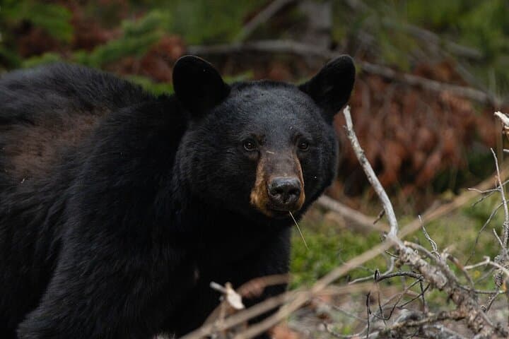 Banff Guided Nature Walk — Bear Country Safety, Wildlife & Intro Trails photo 5