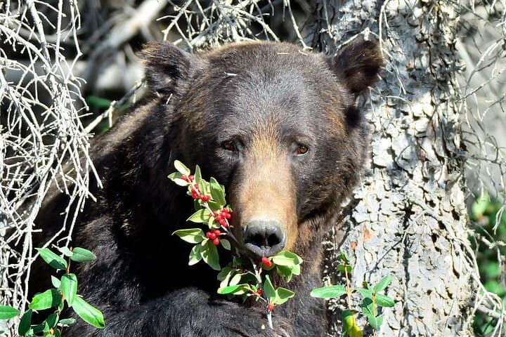 Banff Guided Nature Walk — Bear Country Safety, Wildlife & Intro Trails