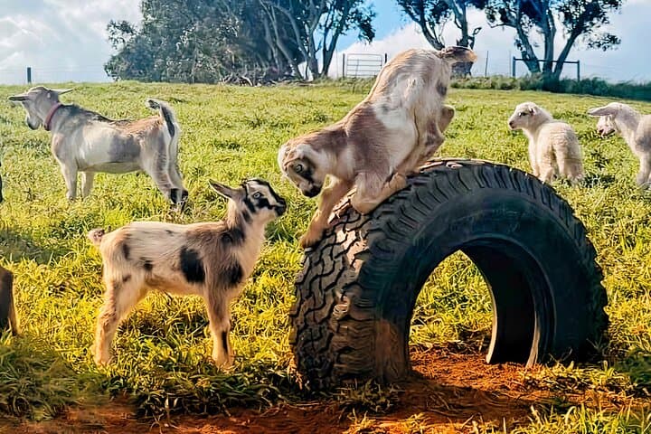 Kauai Baby Farm Animal Experience & Micro Dairy Immersion photo 5