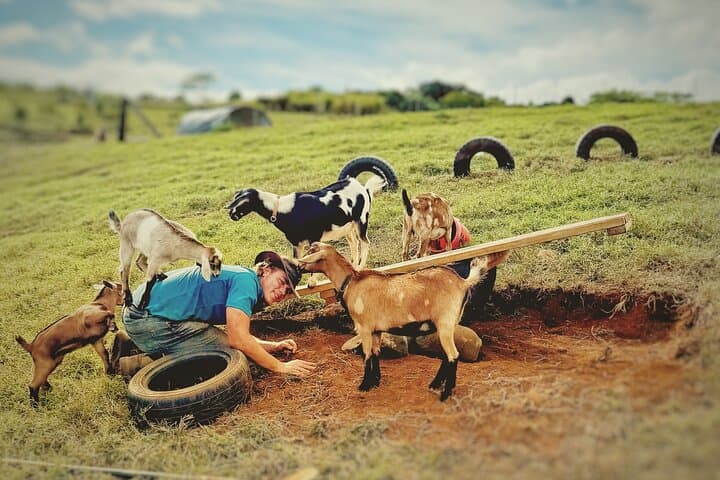 Kauai Baby Farm Animal Experience & Micro Dairy Immersion