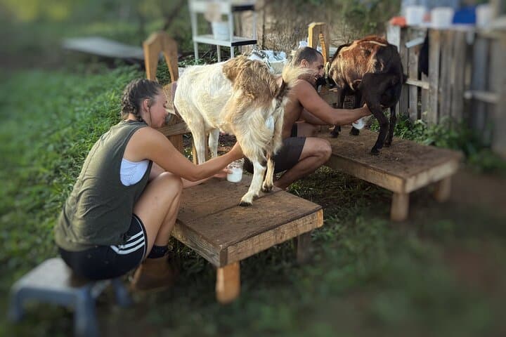 Kauai Baby Farm Animal Experience & Micro Dairy Immersion photo 3
