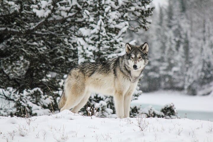 Banff Winter Wildlife Walk — Guided Ice‑Cleat Hike & Tracking photo 4