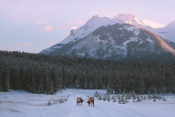 Banff Winter Wildlife Walk — Guided Ice‑Cleat Hike & Tracking photo 3