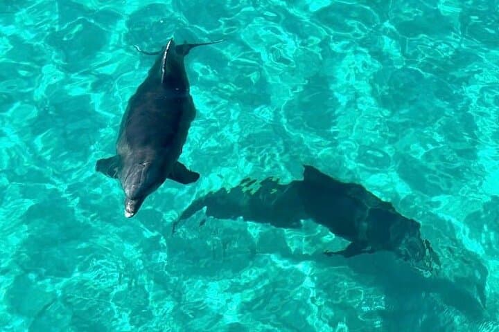 Speedboat Dolphin & Snorkel Adventure to Crab Island from Destin photo 3