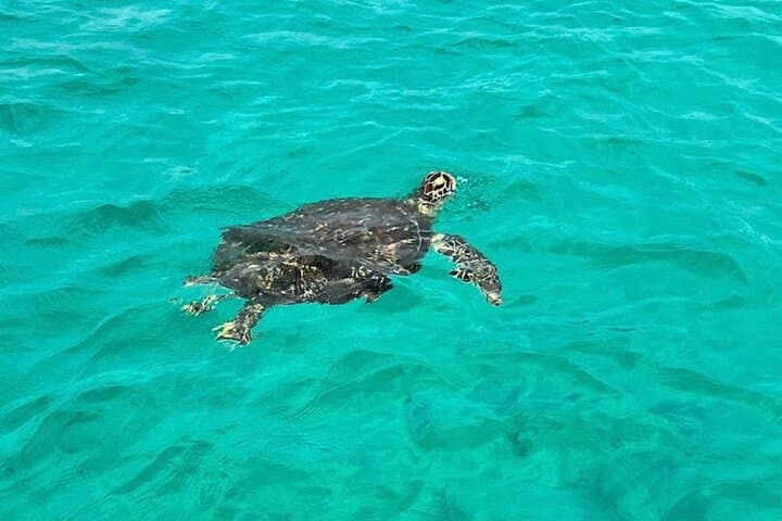 Speedboat Dolphin & Snorkel Adventure to Crab Island from Destin photo 5