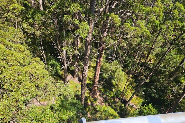 2-Day Southwest WA: Busselton Jetty, Ngilgi Cave & Valley of the Giants photo 3