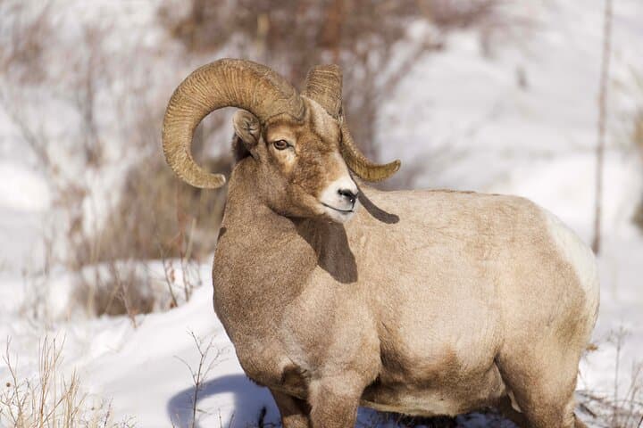 Northern Yellowstone Safari from Cody — Lamar Valley Wildlife & Upper Loop Day Tour