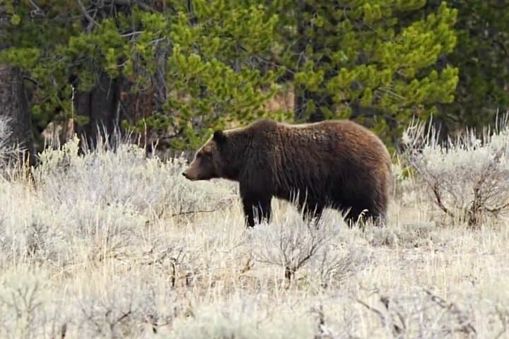 Northern Yellowstone Safari from Cody — Lamar Valley Wildlife & Upper Loop Day Tour photo 2